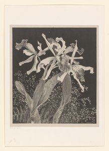 orchideje Orchideje Flower Studies (původní název série) od Theo van Hoytema