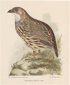 Koroptev (francolinus jugularis) od Theo van Hoytema