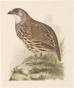 Patrijs (francolinus jugularis)   1378020   cs       czech Successfully Translated  Original: The Pearl, 1923. Translat: The Pearl, 1923. 1195350 cs czech Successfully Translated Original: Begravelse på vestjydsk kirkegaard Translat: Begravelse på vestjyds