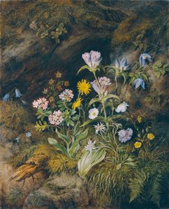 Alpská flóra od Theodor Josef Petter