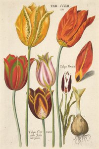 tulipány. Z nového Florilegia, tedy hospody Variorum a Většina paprsků květin a rostlin. 1612 (ručně kolorovaná rytina)