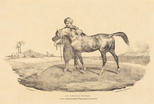 Arabský kůň od Theodore Gericault