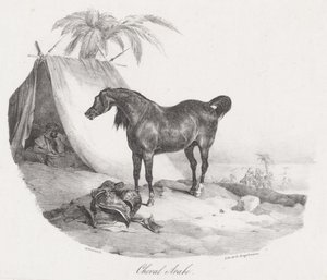Arabský kůň (An Arabian Horse) od Theodore Gericault
