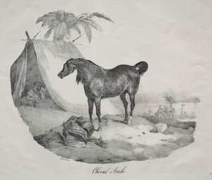 Arabský kůň. od Theodore Gericault