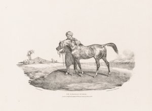 Různá témata kreslená podle živého modelu a na kameni: Arabský kůň od Theodore Gericault