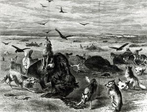 Slaughter of Buffaloes on the Plains, z Harpers Weekly 1872