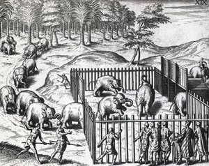 Lov slonů v království Pegu, nyní Myanmar, Theodor de Bry (1528-1598), rytina od Theodore de Bry