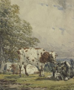 Studie dobytka, 19. století