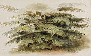 Studie cedru v Mertonu od Thomas Baxter
