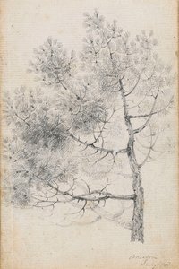 Studie borovice v Mertonu (recto) od Thomas Baxter