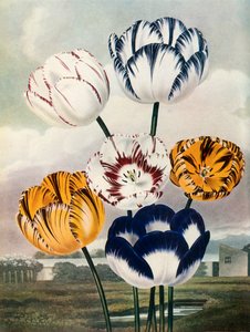 Tulipány, c1802-1821, 1948.