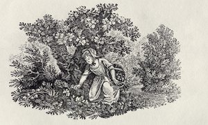 Dívka sbírající květiny z „Historie britských ptáků a čtyřnožců“ od Thomas Bewick