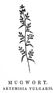 Dřevořez znázorňující snítku pelyňku, druhu aromatických rostlin rodu Artemisia. Dřevoryt Thomase Bewicka (1753-1828), anglického rytce a autora přírodopisu od Thomas Bewick