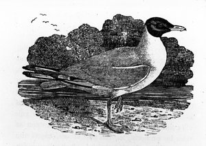 Racek černohlavý, ilustrace z „A History of British Birds“ od Thomase Bewicka, poprvé publikováno v roce 1797 od Thomas Bewick