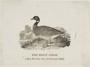 Brent Goose od Thomas Bewick