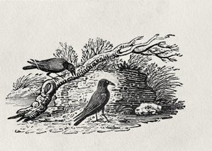 Vrány (Corvus corone corone) z 