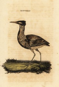 Hořák euroasijský nebo bukáček velký, Botaurus stellaris od Thomas Bewick