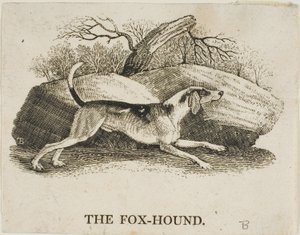 Fox Hound od Thomas Bewick