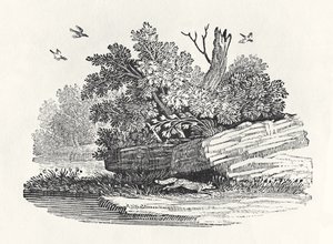 Fox na útěku, z „Obecné historie čtyřnožců“, vydané 1790 (dřevoryt)