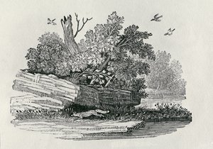 Fox na útěku, z „Obecné historie čtyřnožců“, vydané 1790 (dřevoryt) od Thomas Bewick