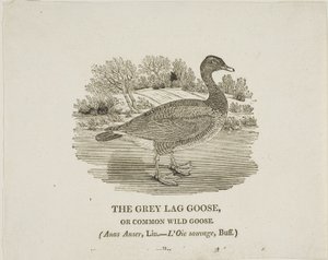 Grey Lag Goose od Thomas Bewick