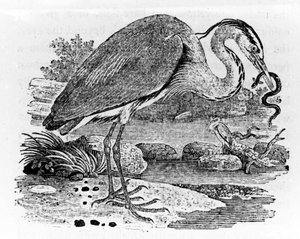 Volavka, ilustrace z 