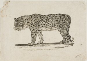 Leopard od Thomas Bewick