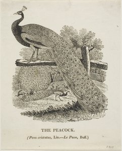 Peacock od Thomas Bewick