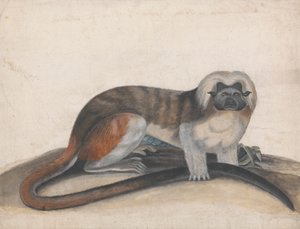 Studie pro "The Pinche nebo Red Tailed Monkey" (dříve koskulářka Cottenhead) od Thomas Bewick