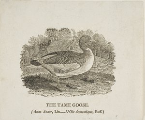 Zkrocená husa od Thomas Bewick