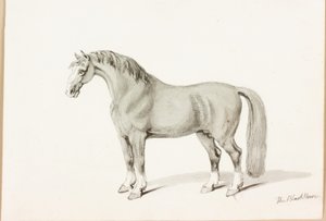 Černý kůň (tuš na papíře) od Thomas Bewick