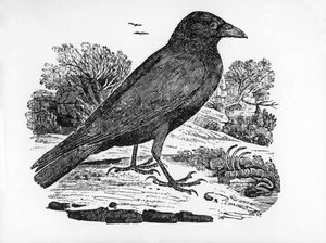 Mramorová vrána, ilustrace z „Historie britských ptáků“ od Thomase Bewicka, poprvé publikována v roce 1797