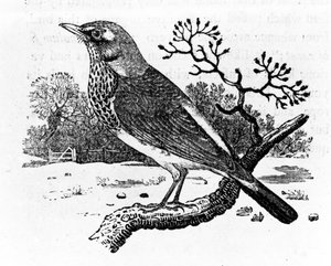 The Fieldfare, ilustrace z „A History of British Birds“ od Thomase Bewicka, poprvé publikovaná v roce 1797 (dřevořez)