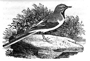 Konipas šedý, ilustrace z 