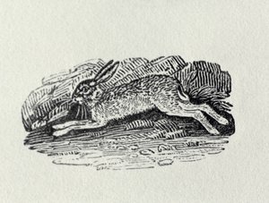 Zajíc z „Historie britských ptáků a čtyřnožců“ od Thomas Bewick