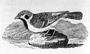 The Mountain Sparrow, ilustrace z 