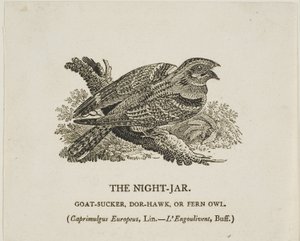 Noční nádoba od Thomas Bewick