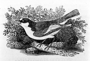 Mucholapka pestrá, ilustrace z knihy "A History of British Birds" od Thomase Bewicka, poprvé vydané v roce 1797.