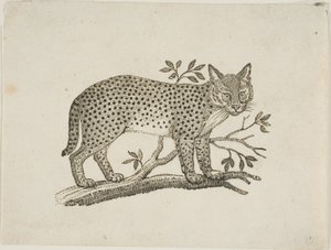 Serval od Thomas Bewick