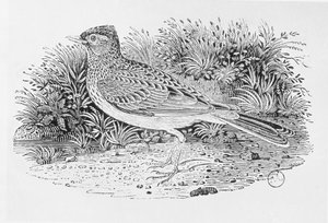 Mrakoplaš rolní (Alauda arvensis) z 