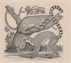Dva lemuři z „Obecné historie čtyřnožců“ od Thomas Bewick