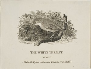 Bílé hrdlo (pták) od Thomas Bewick