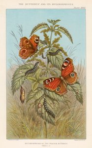 Metamorfózy motýla pavího, 1888