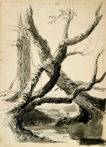 Sketch of Tree Trunks, c.1825-40 (černý inkoust, pero, mytí a tužka na bílém papíře) od Thomas Cole
