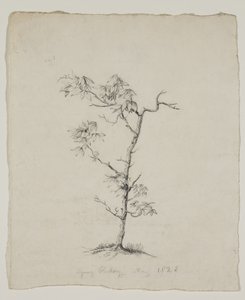 Mladý Hickory od Thomas Cole