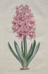 Botanický časopis nebo Květná zahrada Zobrazeno: Zahradní hyacint od Thomas Curtis