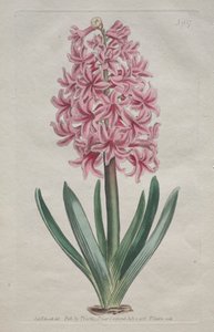 Botanický časopis nebo květinová zahrada zobrazena: Zahradní hyacint, 1806. od Thomas Curtis