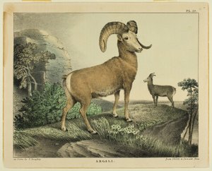 Argali od Thomas Doughty