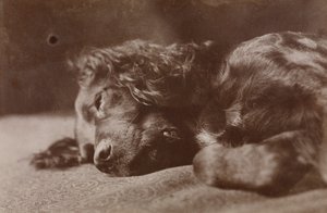 Boyce, portrét psa plemene setr od Thomas Eakins