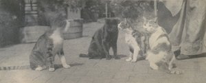 Čtyři kočky, ca. 1895. od Thomas Eakins
